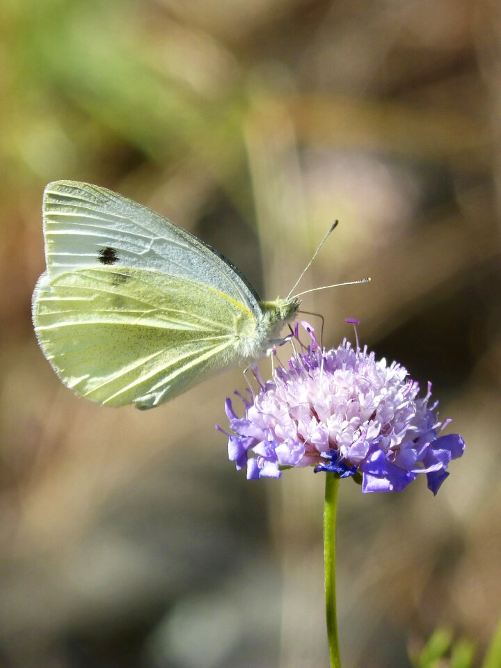 Libar the cabbage butterfly lepidopteran