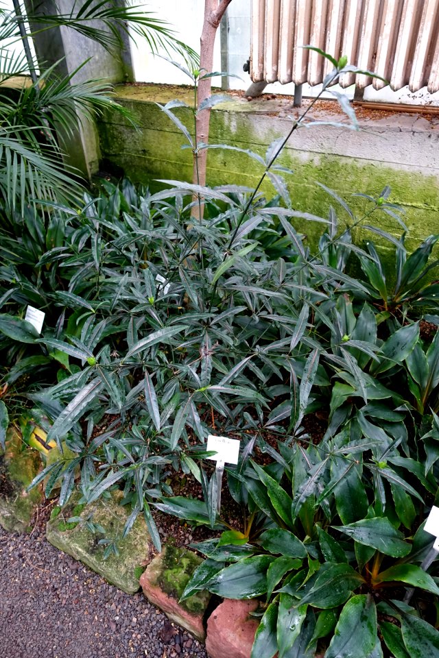 Barleria lupulina - Botanischer Garten - Heidelberg, Germany - DSC01184