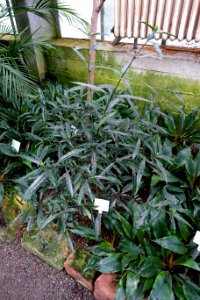 Barleria lupulina - Botanischer Garten - Heidelberg, Germany - DSC01184
