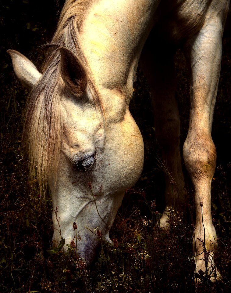 Animals domestic animal horse
