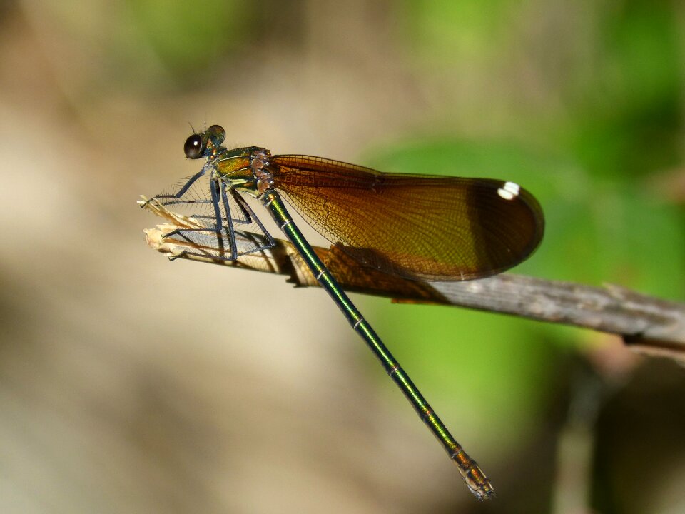 Calopteryx haemorrhoidalis beauty iridescent