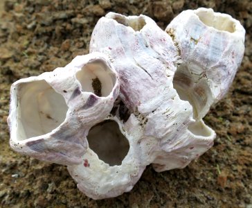 Barnicles from the Galápagos