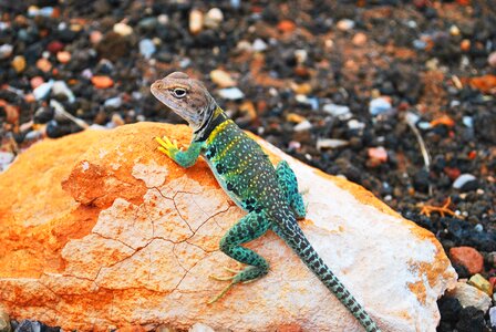 Colorful animal reptile
