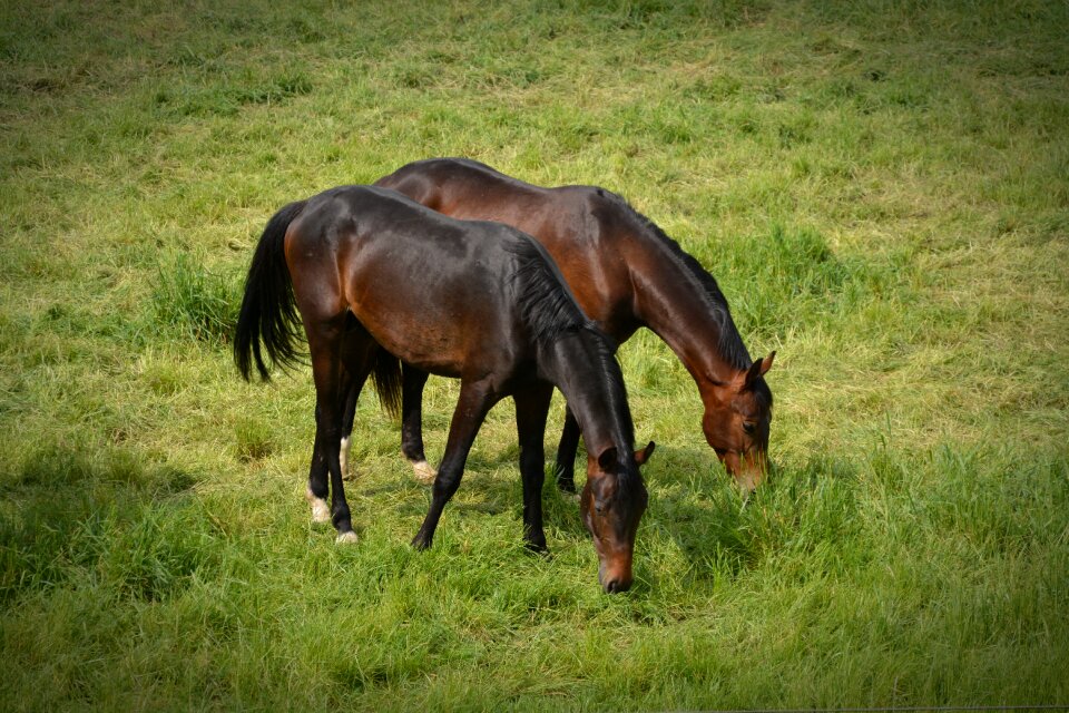 Ride animals pasture