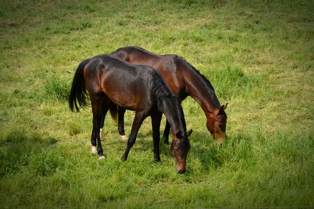 Ride animals pasture photo