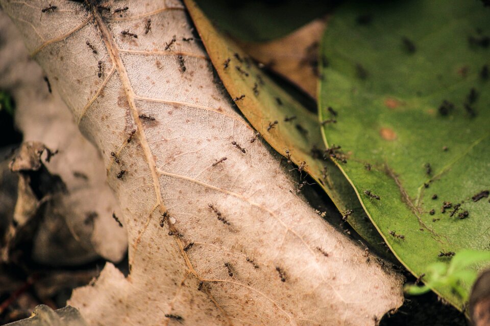 Close-up insects leaves