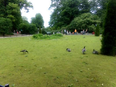 Barnacle geese and Pukki statue on Korkeasaari