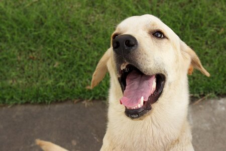 Dog smiling canine animals photo