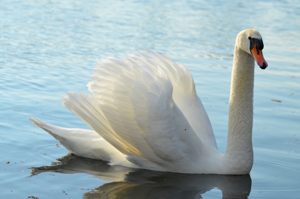 Animals nature bird
