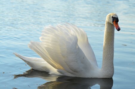 Animals nature bird