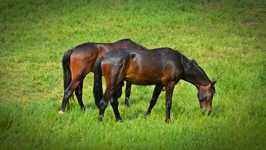 Ride animals pasture