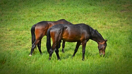 Ride animals pasture photo