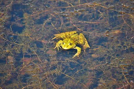 Water aquatic animal water frog