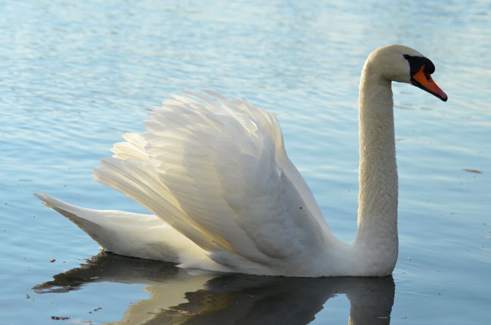Animals nature bird