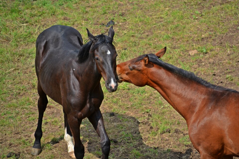 Ride animals pasture