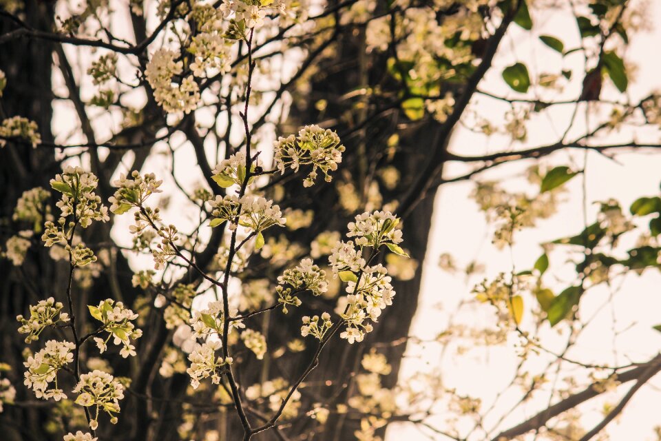Floral tree white floral white flowers