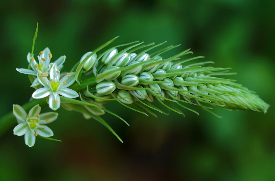Flower plant nature