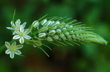 Flower plant nature
