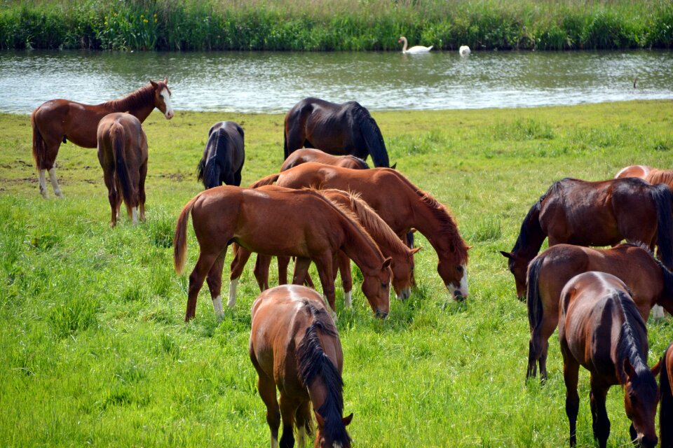 Ride animals pasture