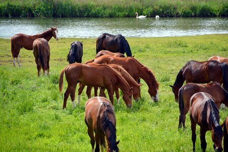 Ride animals pasture photo