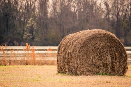 Field grass hay