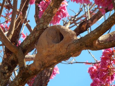 Creole nest tree photo