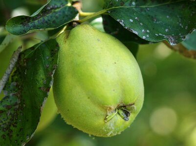 Fruit immature fluffy