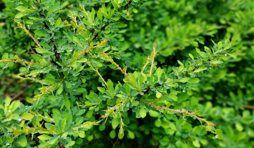 Barberry in spring rain - Arlington, MA