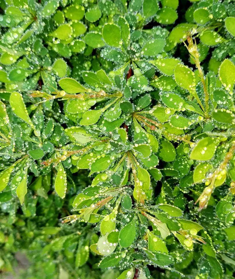 Barberry - Arlington, MA