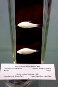 Barbus camptacanthus (top), Barbus miolepis (bottom) - Royal Museum for Central Africa - DSC06872