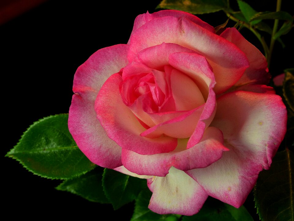 Rose flower color plant