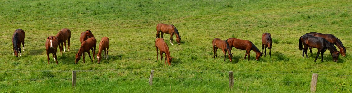 Coupling ride animals photo