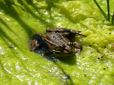 Batrachian croak river
