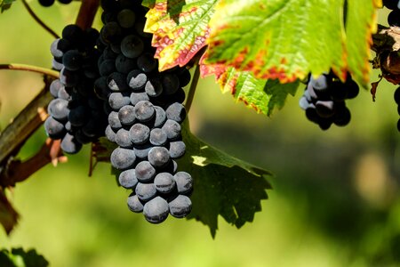 Blue winegrowing grapevine