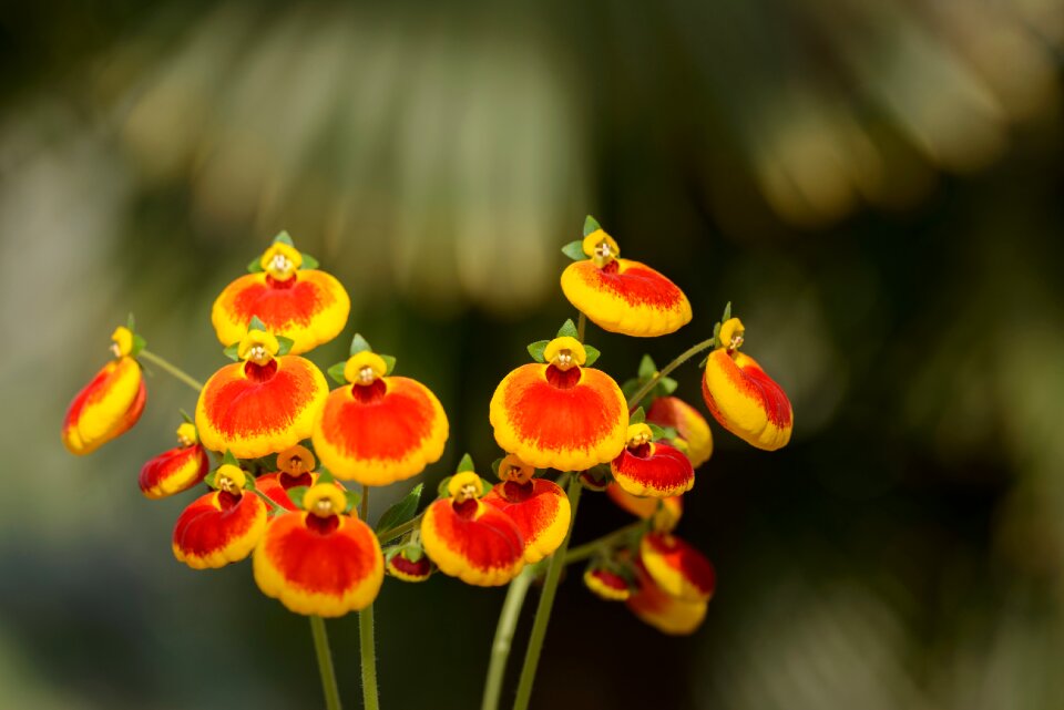 Yellow red flowers close up