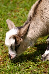 Domestic goat cute livestock photo