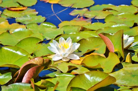 Water rose nuphar lutea pond plant photo