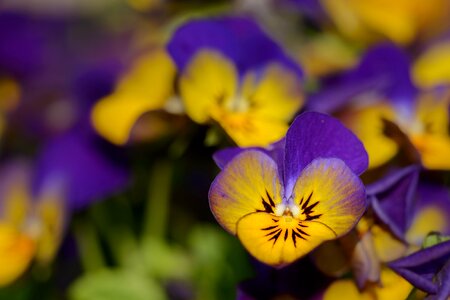 Violet bloom spring