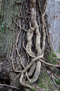 Bas D Un Arbre 2 (137333299)