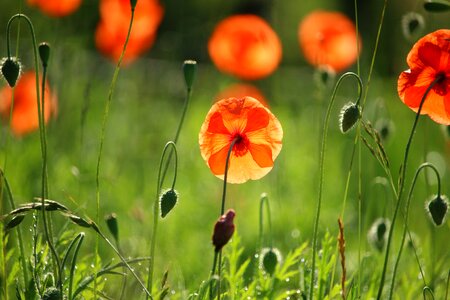 Klatschmohn blossom bloom photo