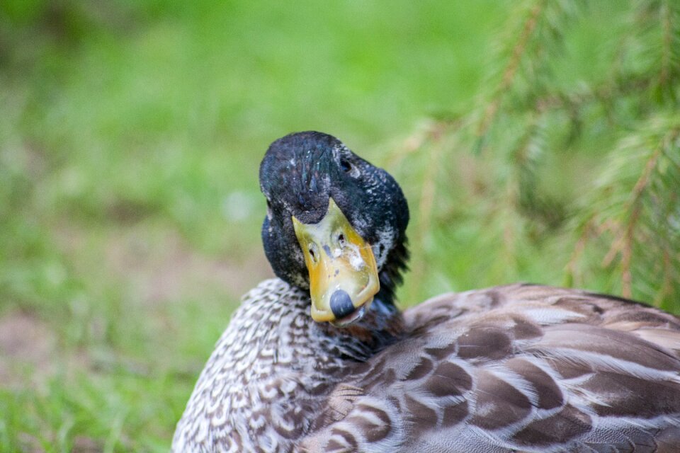 Bird view nature