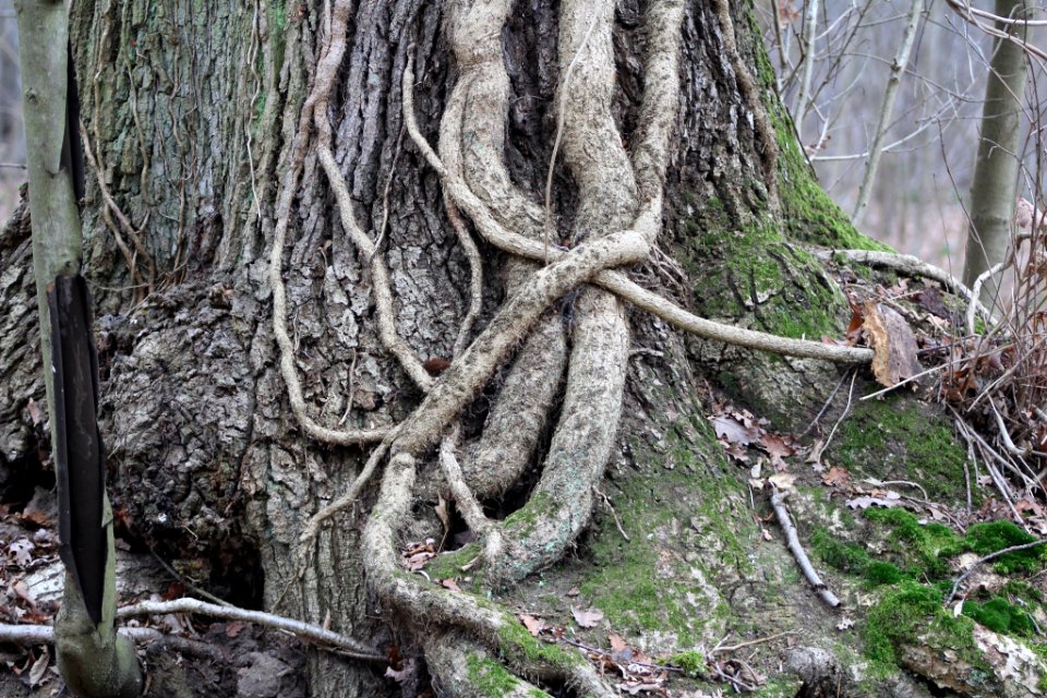 Bas D Un Arbre (137332395)
