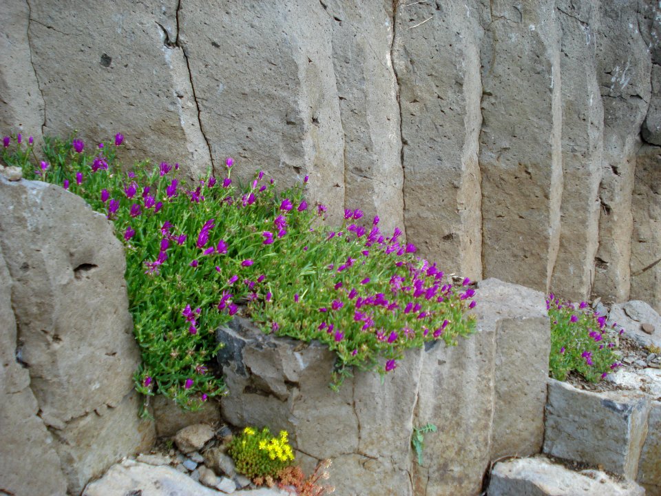 Basalt columns above Coubon, with flowers