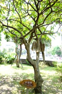 Barringtonia racemosa - National Taiwan University - DSC01158