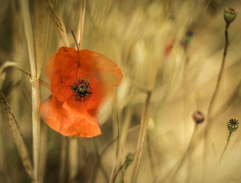 Flower hd wallpaper macro