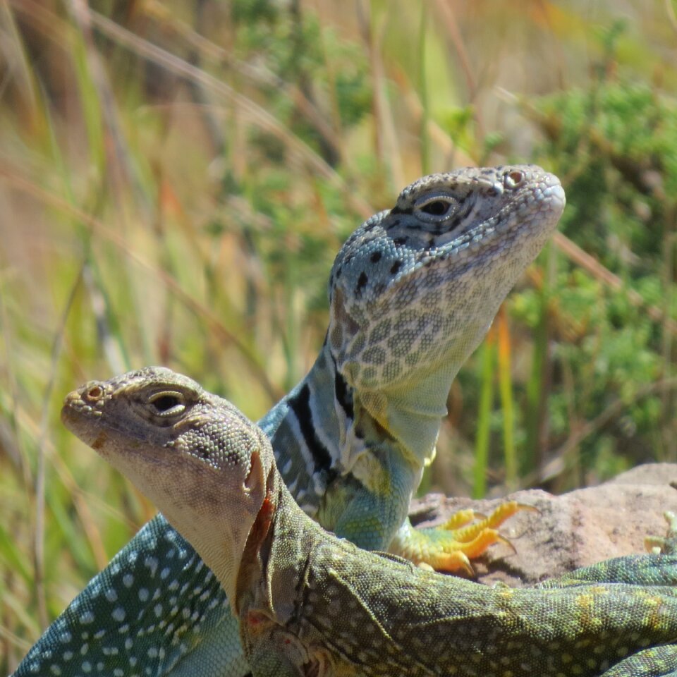 Duo hiking texas