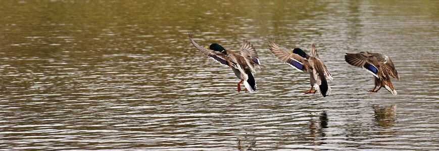 Water waterfowl poultry