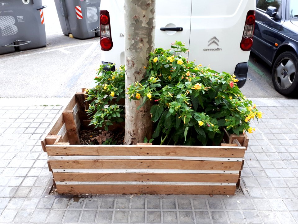Barcelona tree pit fence 2017 B
