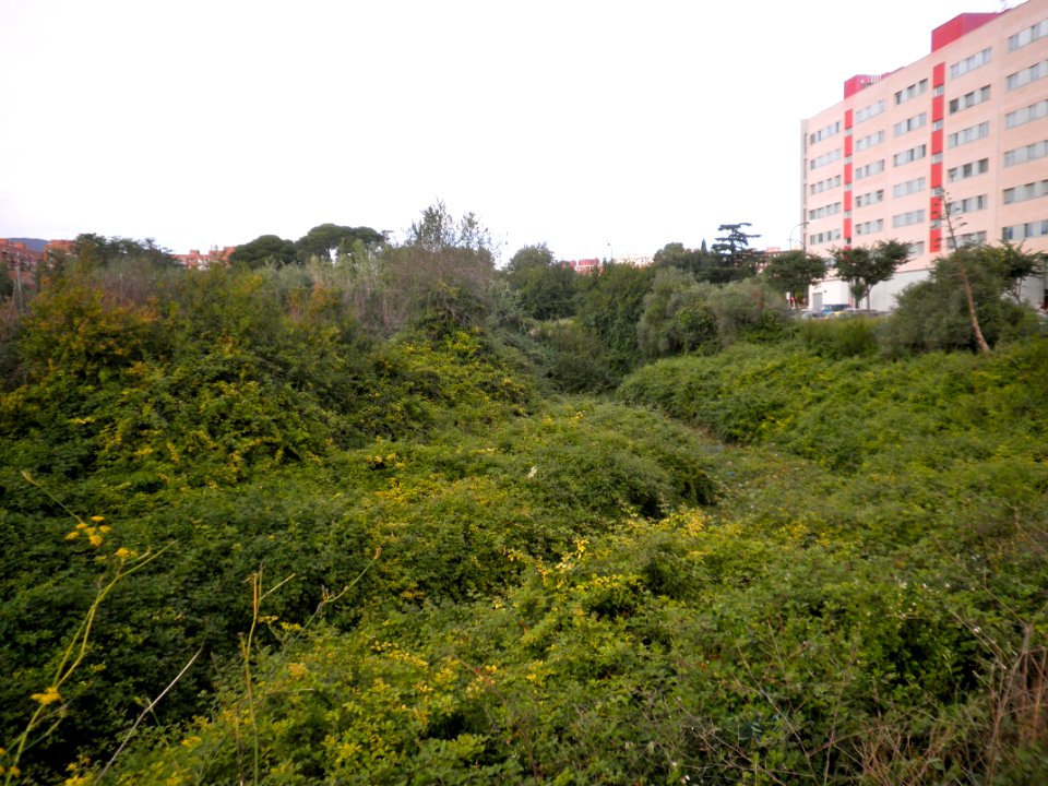 Barranc de la Buada, o del Molí