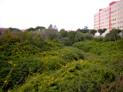 Barranc de la Buada, o del Molí